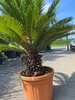 Cycas Revoluta 70-80cm planthoogte NR.B