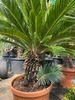 Cycas Revoluta 70-80cm planthoogte NR.D