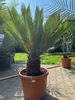 Cycas Revoluta 70-80cm planthoogte NR.C