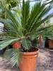 Cycas Revoluta 70-80cm planthoogte NR.E