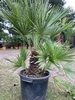 Chamaerops Humilis