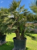 Chamaerops Humilis NR. BA13