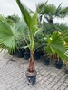 Washingtonia Robusta ±50-60 cm stamhoogte