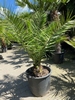 Phoenix Canariensis