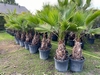 Washingtonia Robusta ±60 stamhoogte