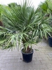 Chamaerops Humilis