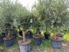 Olea europaea OP STAM C70L 150-160cm planthoogte