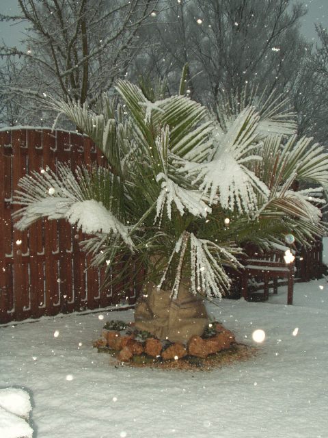 boezem Ongemak knijpen Winterbescherming Palmbomen