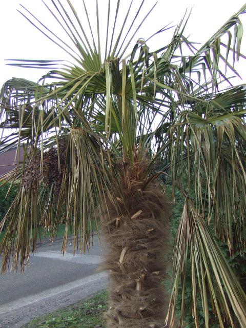 boezem Ongemak knijpen Winterbescherming Palmbomen